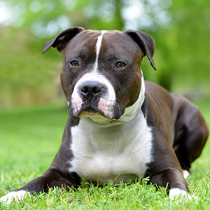 American Staffordshire Terrier